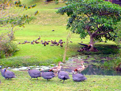 Dyason Construction Developments.  House for sale in eco friendly estate Munster.